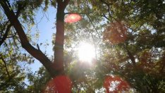 КЕВР с ново предложение за цената на тока от дървесина