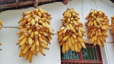 Николай Вълканов: Сегашната агрополитика оскъпява достъпа до земя