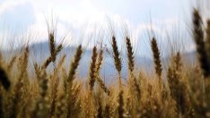 През октомври започва прием на проекти за инвестиции в стопанствата