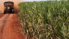 Соленият привкус на захарната индустрия