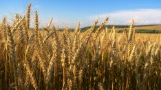 Български фермери имат рекордни добиви без торове с фосфор и калий