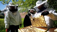 ЕК одобри Националната програма по пчеларство за 2020-2022 г.