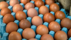Апетитът на французите за яйца е достинал рекорд през 2025 г.