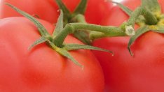 Цените на хранителните стоки на едро продължават да падат в края на юли