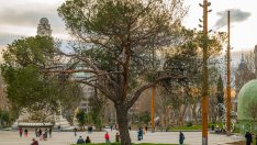 Дълговото дърво не може вечно да расте