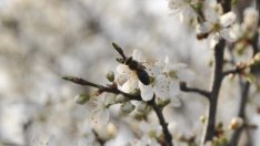 Дронове могат да заместят пчелите