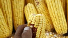 Цените на храните са нараснали с 33% в световен мащаб за година