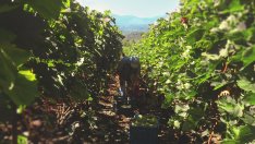 Лозарите получават по 5 млн. лв. годишно финансова помощ за растителна защита до 2029 г. 