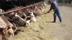 БАБХ обяви нелегалното движение на животни за основна причина за заразите