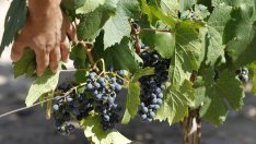 Заради дъждовната година разрешиха на избите да слагат захар във виното