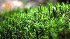 България внесе в ЮНЕСКО номинации за четири биосферни резервата