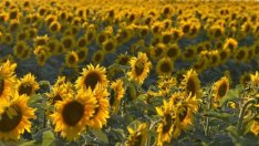 Ще поевтинее ли олиото заради внос на слънчоглед от Украйна?