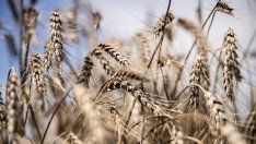 Най-големите производители на пшеница в света започват бавно новия сезон