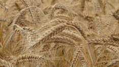 Производствените цени в селското стопанство вървят нагоре