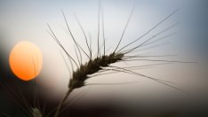 ЕК предлага 9,8 млн. евро за българските земеделци, пострадали от украинския внос