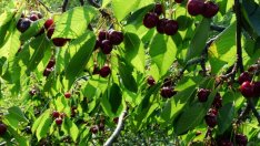 Качествените череши ще се продават на високи цени, твърди производител