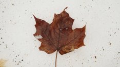 Мекото време през ноември слага зимата на отложен старт