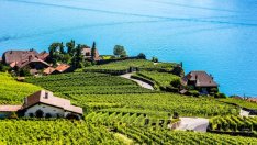 Над 60 хил. хектара лозя са отглеждани в България през 2015 г.