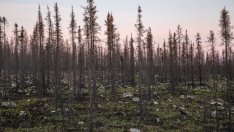 Загубата на гори в световен мащаб достига рекордни стойности
