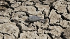 Как влияе глобалното затопляне върху биоразнообразието