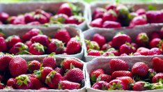 Стойността на селскостопанската продукция у нас расте с 2% до 9,9 млрд. лв. през 2025 г.
