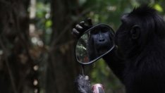 Подражателните политики срещу коронавируса скоро ще се изчерпат