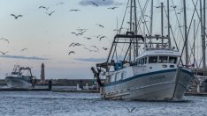 Битката за риболовните права разкрива някои истини за Brexit