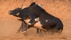 Наближава ли краят на бичия пазар?