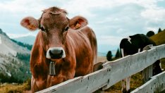 Инфлационната цел от 2% не трябва да е свещена крава