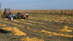 До декември агроминистърът трябва да представи анализ на законите за земята