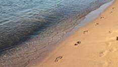 Правителството отдава на концесия още три морски плажа