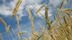 Русия обеща да изнесе поне 50 млн. тона зърно 