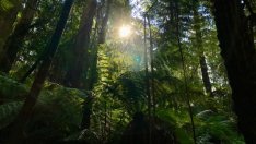 Колко точно емисии въглерод отделя Земята? Всъщност - никой не знае