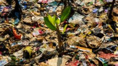 ЕС разглежда възможността за забрана на пластмасовите опаковки