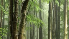 Увеличава се потреблението на дърва за горене