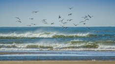 Прекратява се договорът с наемателя на плаж „село Лозенец“