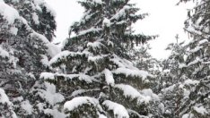 Еколози алармират за лобистки промени и в закона за спорта