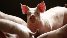 Пазарна мистерия със свински отпечатък