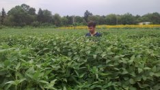 Управляващите готвят тотално преструктуриране на Селскостопанска академия