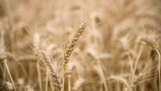 Поевтиняването на палмовото масло забавя световната инфлация при храните