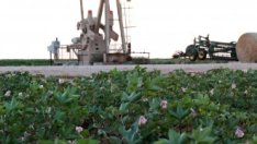 Цените на петрола отчитат леко понижение въпреки решенията на ОПЕК*