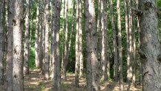 Мораториумът върху износа на дървесина засега остава в сила