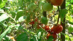 Зеленчукопроизводство с добавена стойност