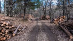 „Свилоза” спря работа заради недостиг на суровина, заяви Красимир Дачев