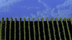 Винопроизводителите приветстват поевтиняването на австралийския долар