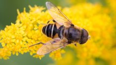 Странджанският манов мед вече официално е със защитено наименование за произход