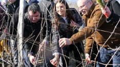 Лозовите масиви в България се увеличават всяка година