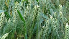 Затрудненият достъп до земя е заплаха за оцеляването на малките ферми в Европа