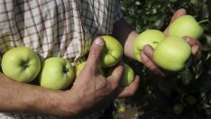 Фермери в Силистренско наемат работници от други части на страната