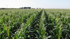 Китай увеличава вноса на селскостопански стоки, притиснат от недостига на храни